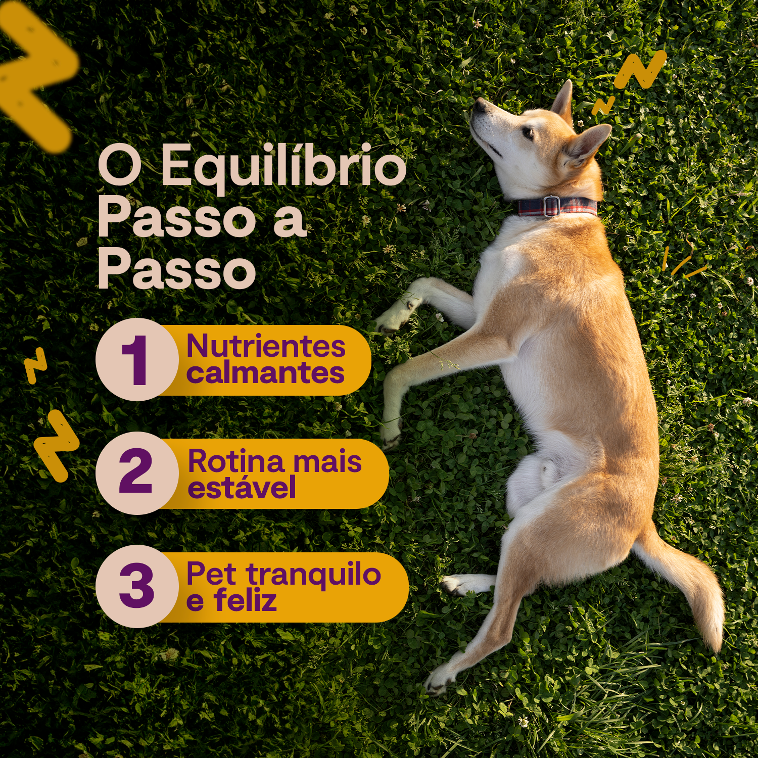 Calming Zen - Compre 2 e leve 3